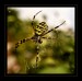 pavúk na Sihoti